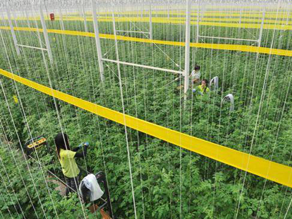 溫室水肥一體化